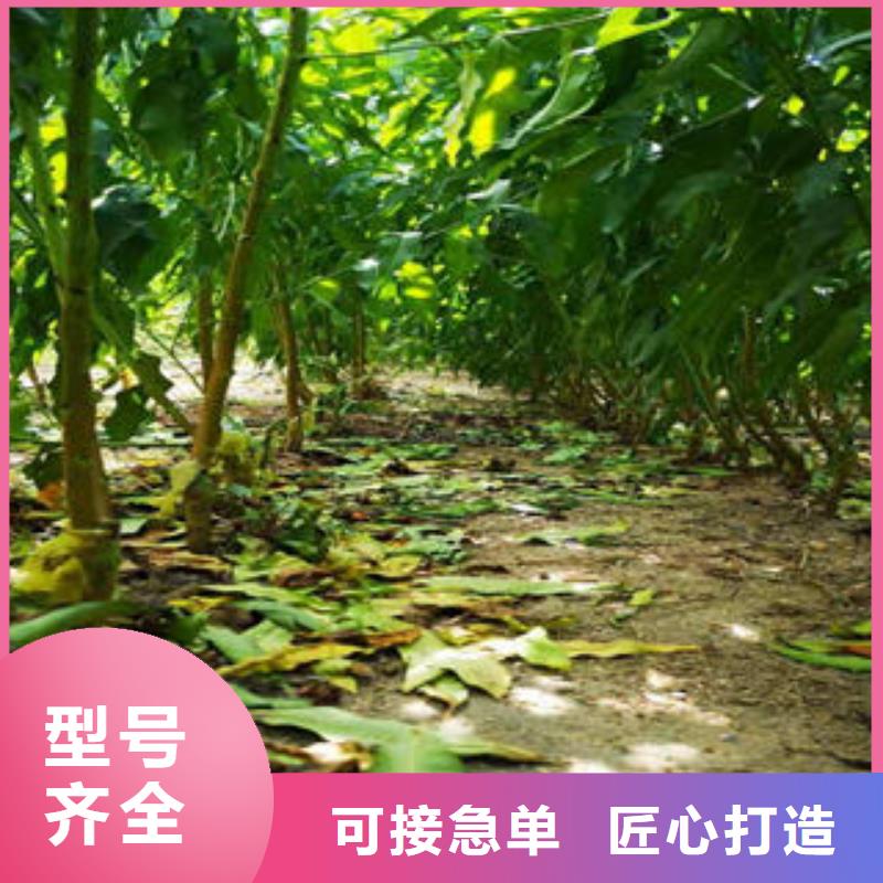 桃树苗板栗苗产品细节