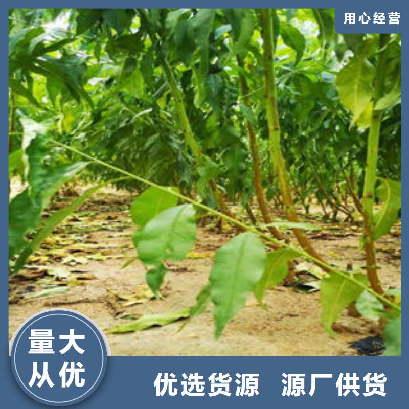 桃树苗板栗苗产品细节