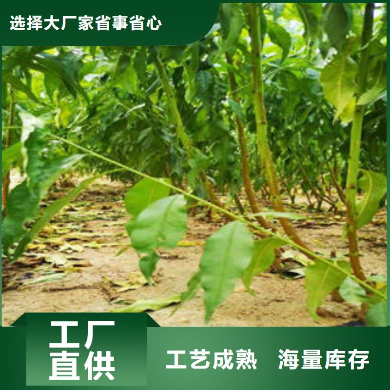 桃树苗梨树苗产地厂家直销