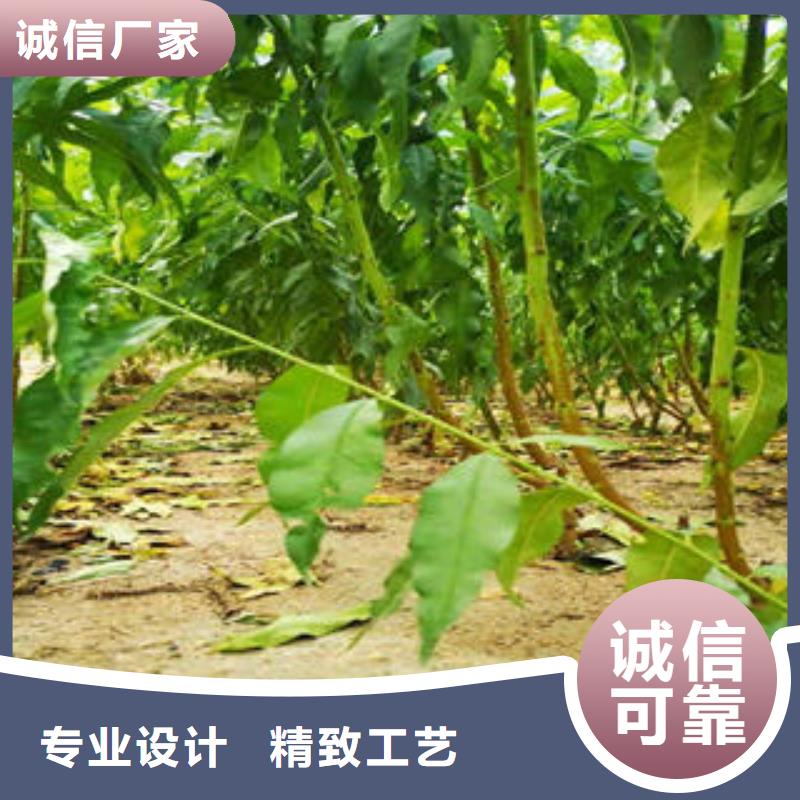 桃树苗【蓝莓苗】拒绝伪劣产品