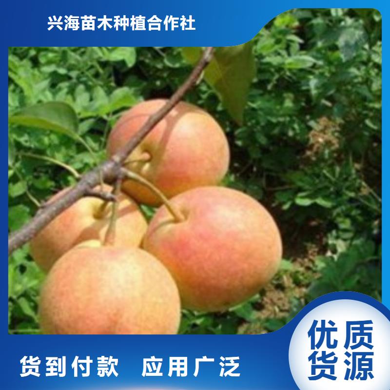 【梨树苗】板栗苗实体厂家