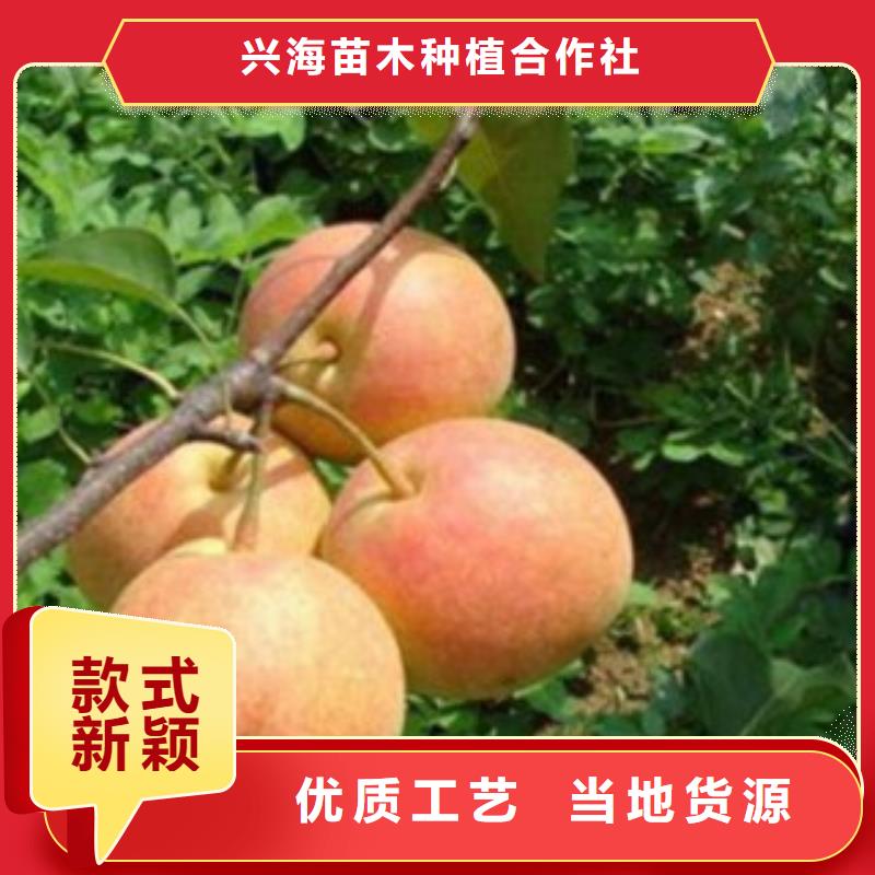 梨树苗,板栗苗产地源头好货