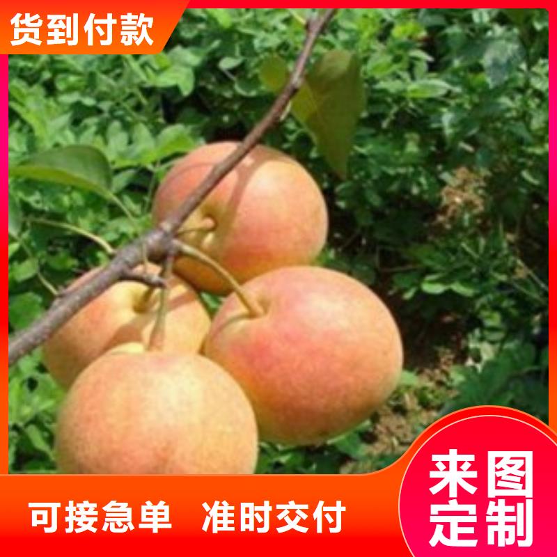 梨树苗-核桃苗市场行情