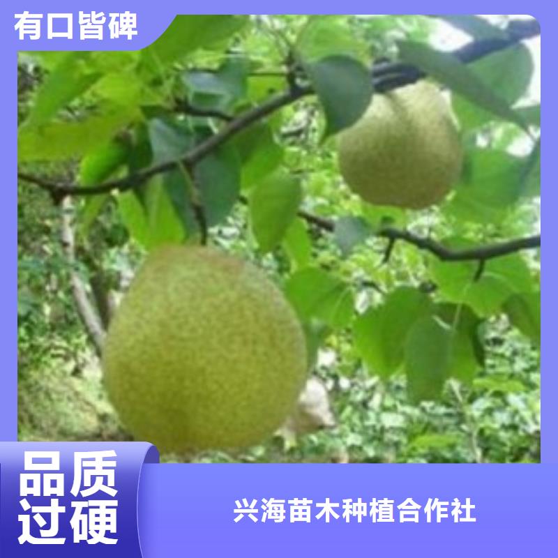 梨树苗李子苗产品实拍
