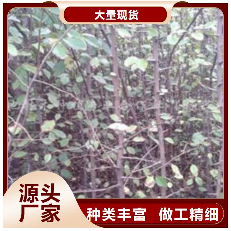梨树苗核桃苗产品参数