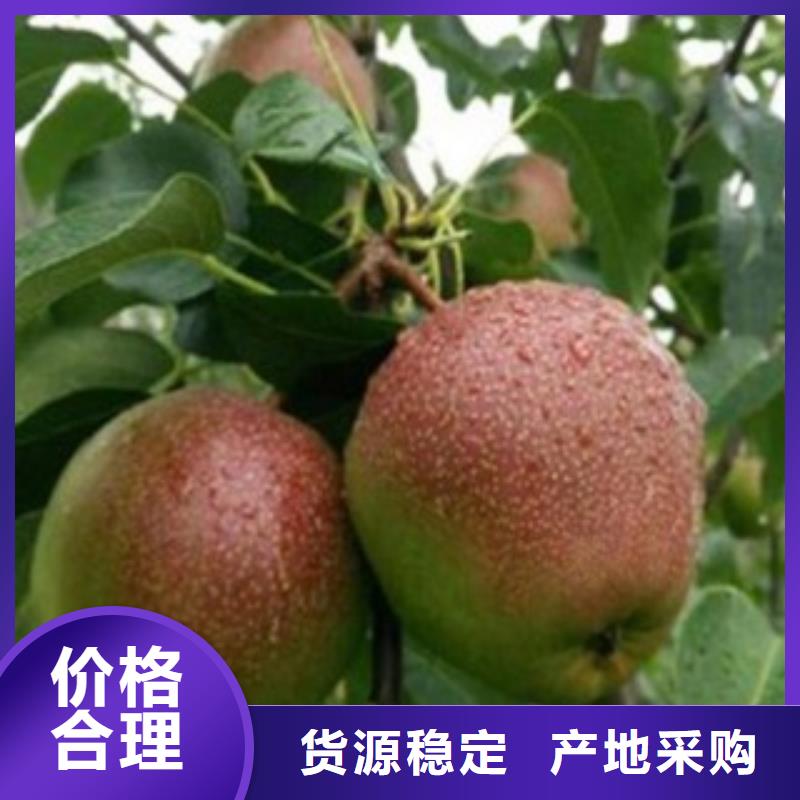 梨树苗苹果苗源头厂家来图定制