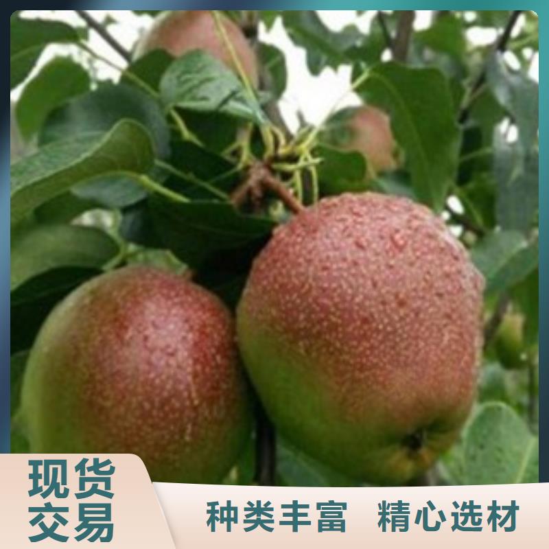 梨树苗核桃苗供应采购
