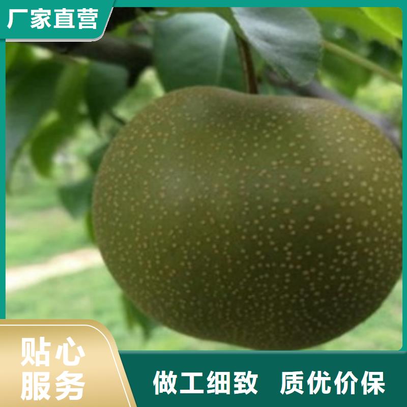梨树苗,板栗苗产地源头好货