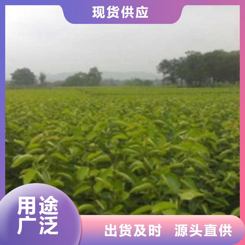 梨树苗李子苗产品实拍