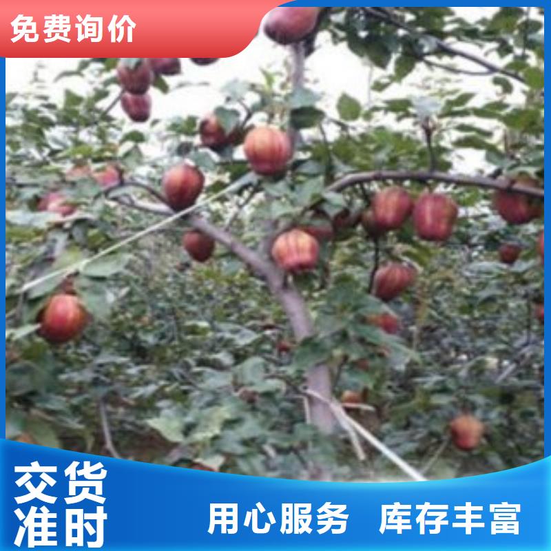 梨树苗核桃苗放心得选择