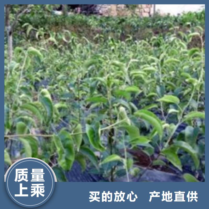 梨树苗核桃苗供应采购