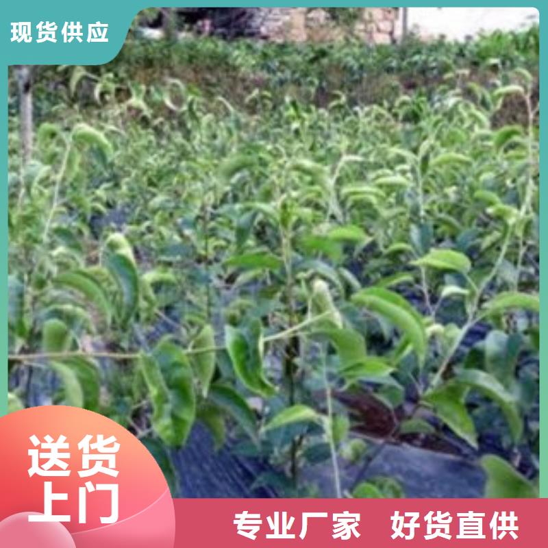 梨树苗苹果苗源头厂家来图定制