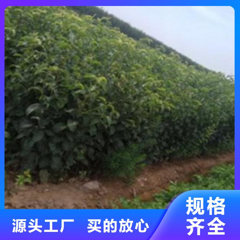 梨树苗-核桃苗市场行情