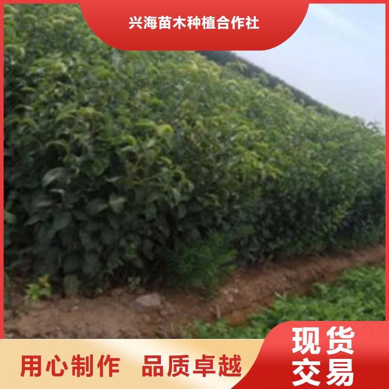 梨树苗,板栗苗产地源头好货