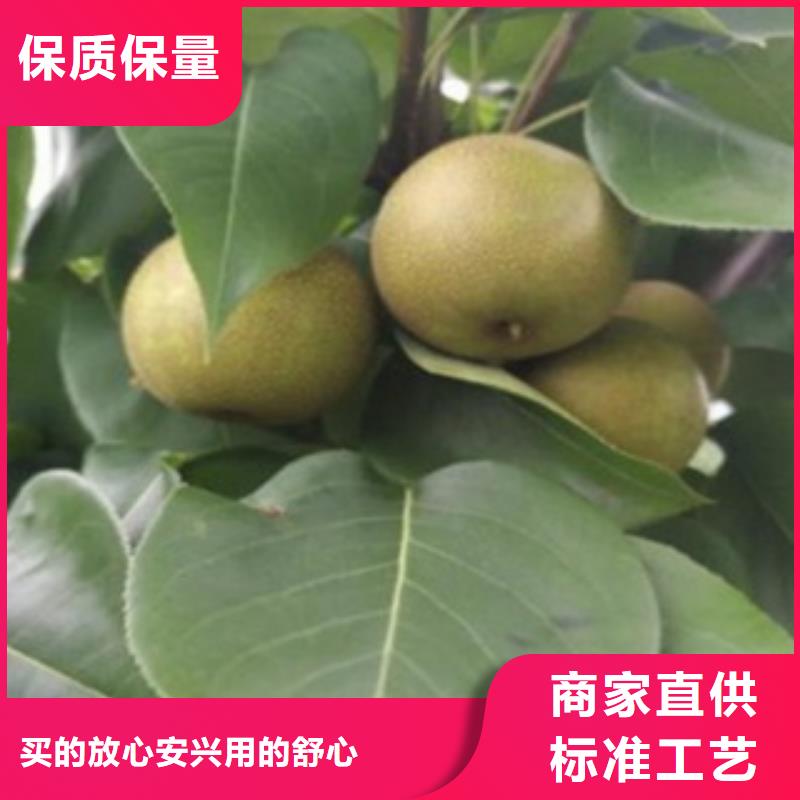 梨树苗-核桃苗市场行情