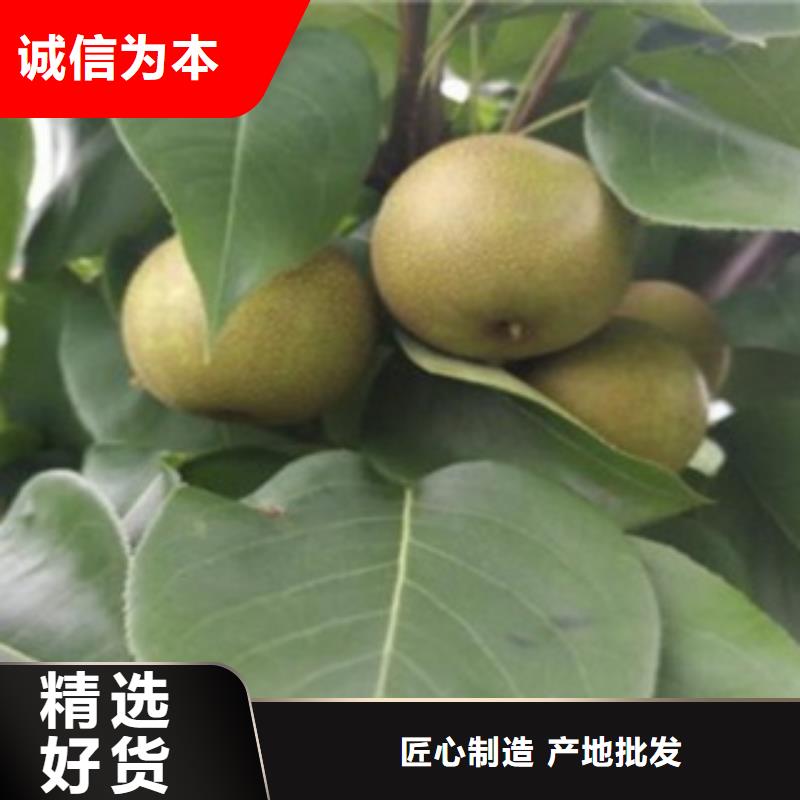 梨树苗质检合格出厂
