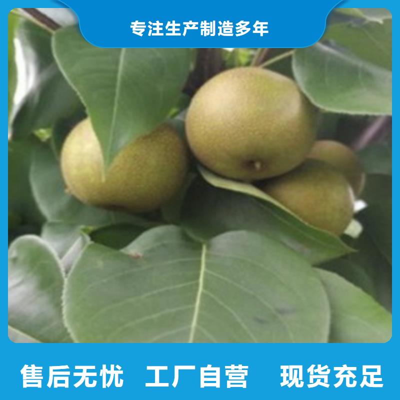 梨树苗蓝莓苗正规厂家