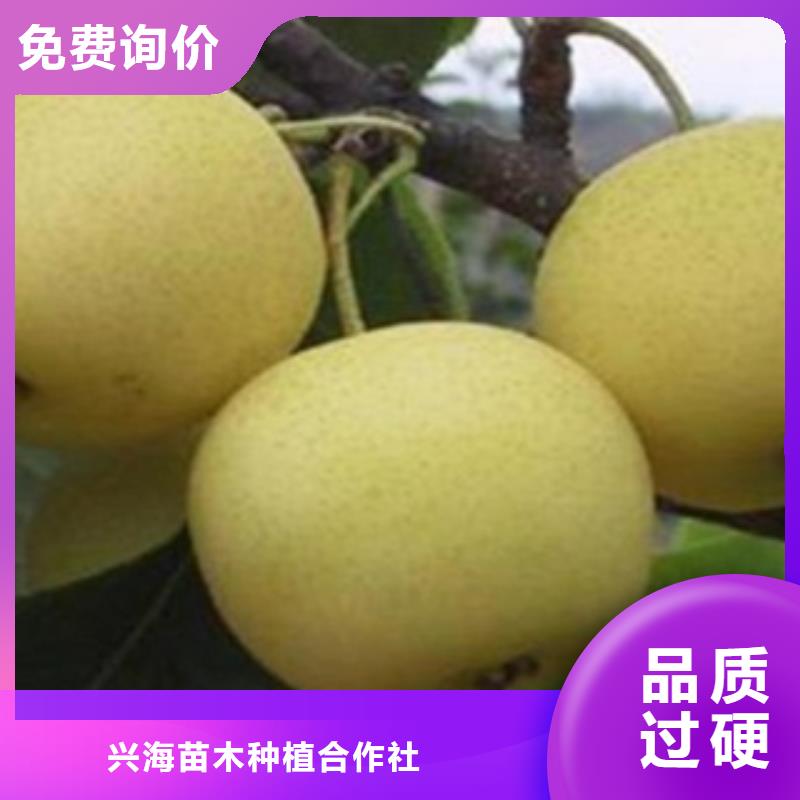 梨树苗蓝莓苗正规厂家
