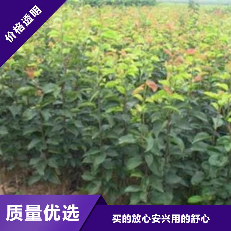 梨树苗花椒苗N年大品牌