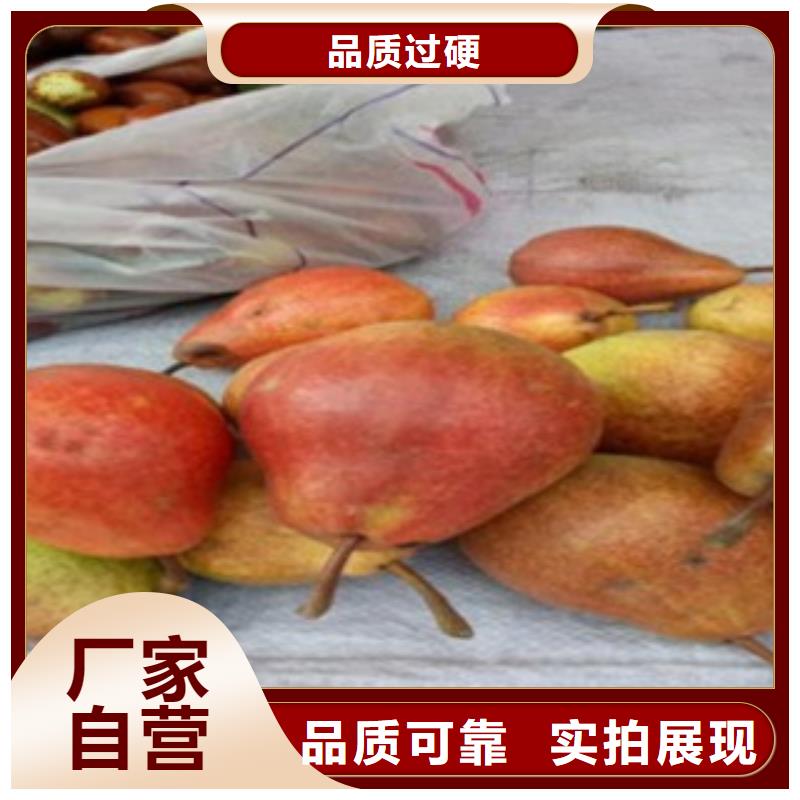 梨树苗质检合格出厂