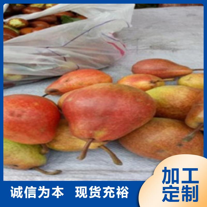 梨树苗核桃苗产品参数