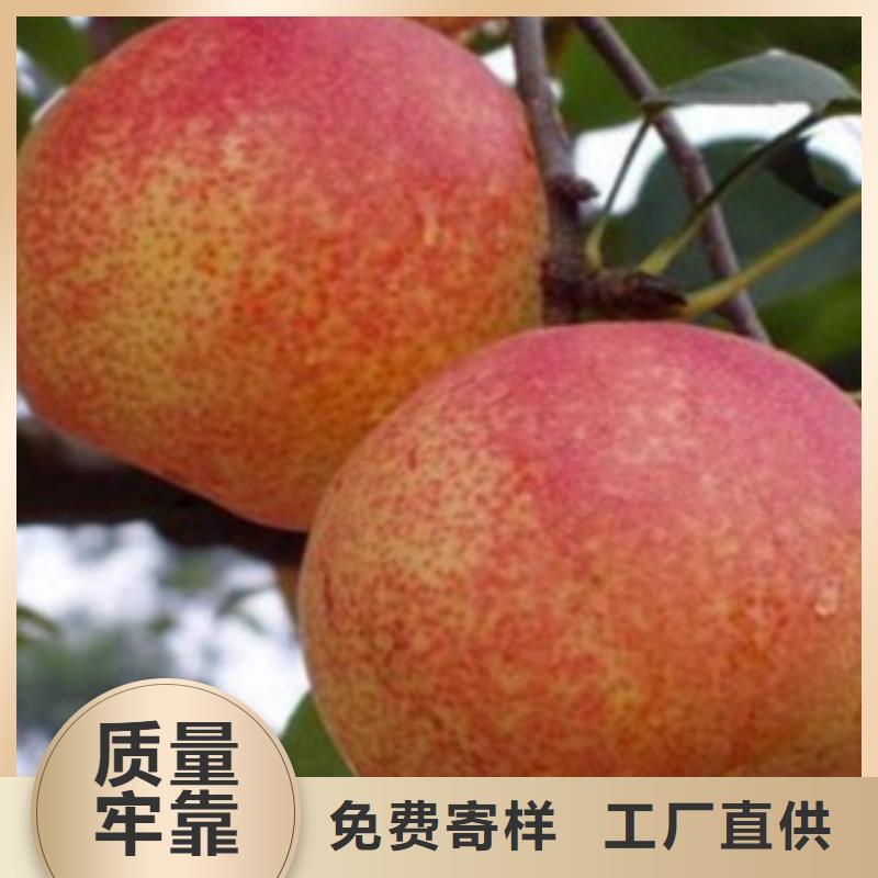 梨树苗_【花椒苗】大厂生产品质