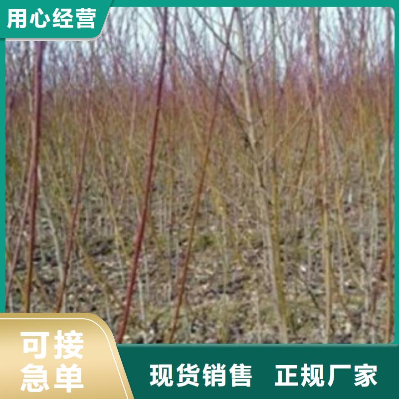 梨树苗蓝莓苗正规厂家