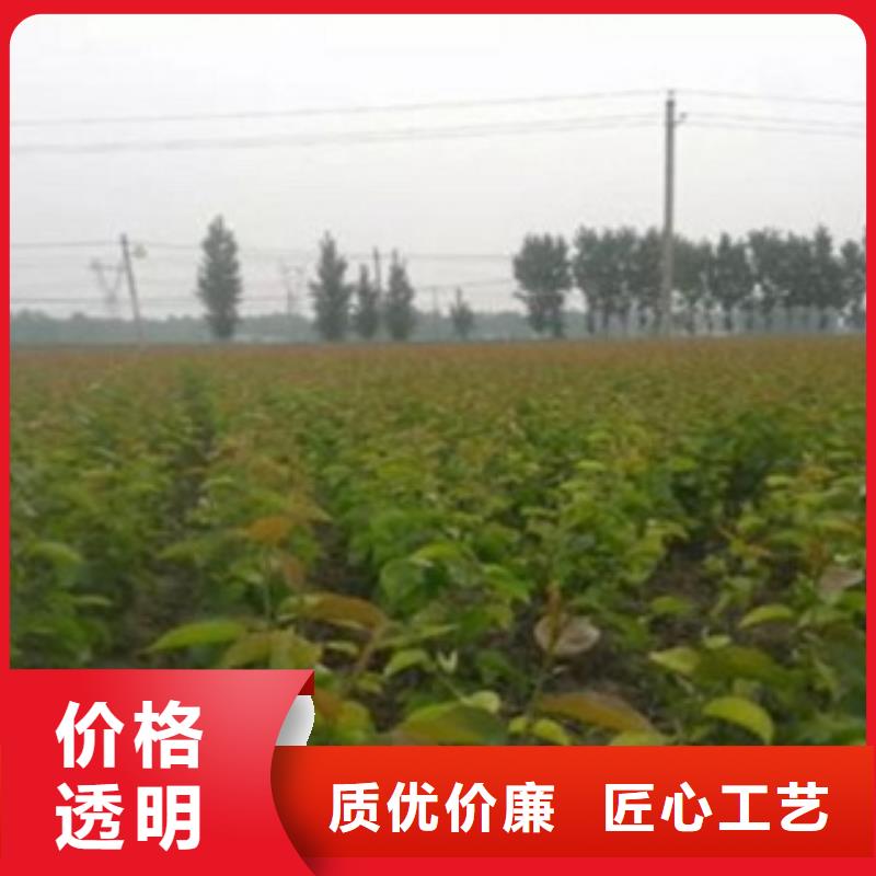 梨树苗蓝莓苗正规厂家