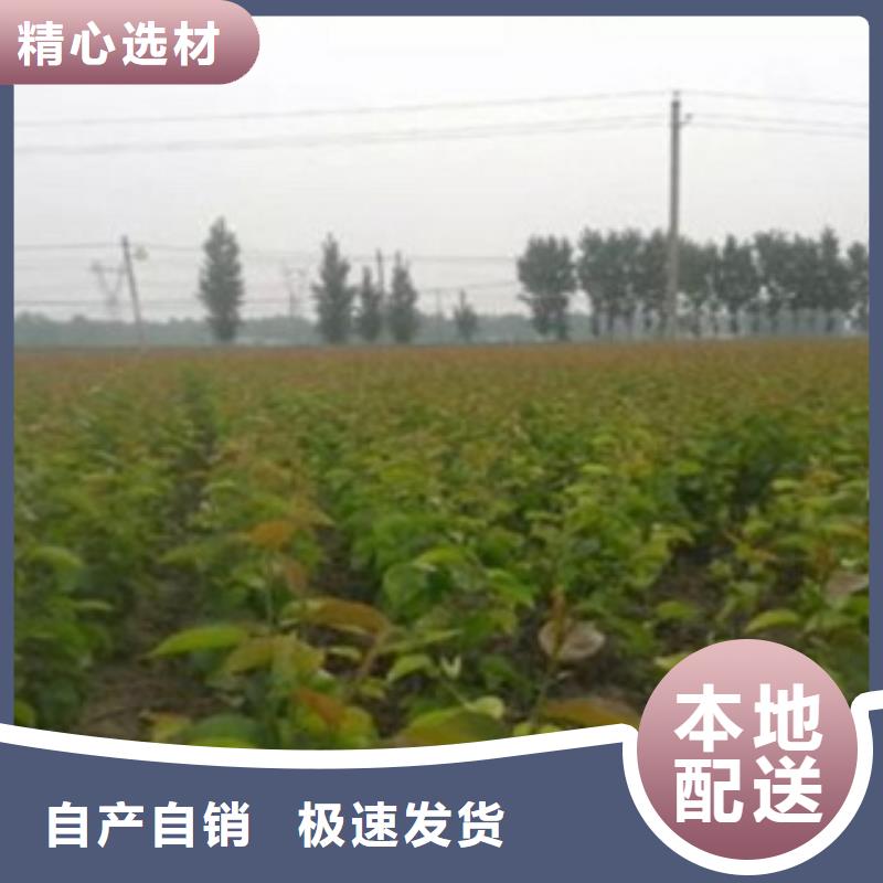 梨树苗李子苗产品实拍
