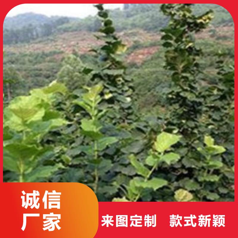 梨树苗苹果苗源头厂家来图定制