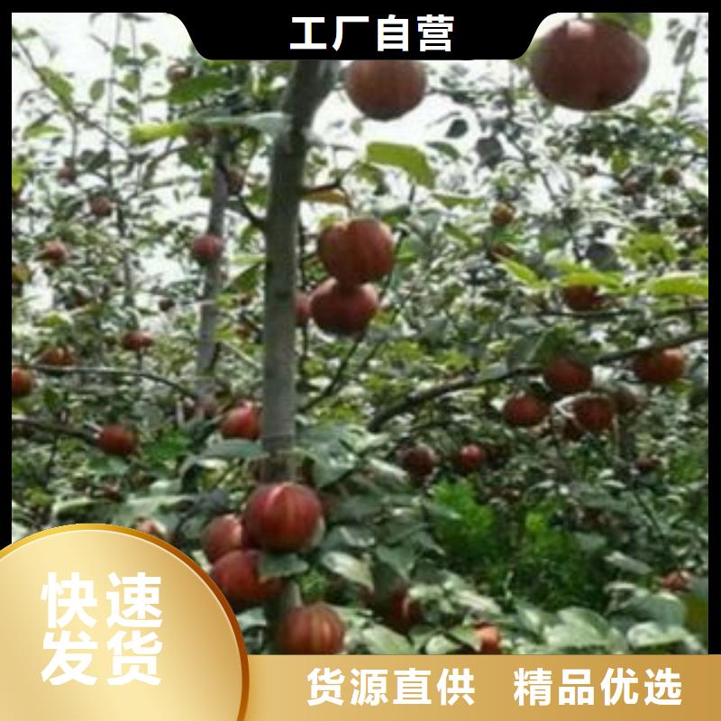 【梨树苗,花椒苗质量牢靠】