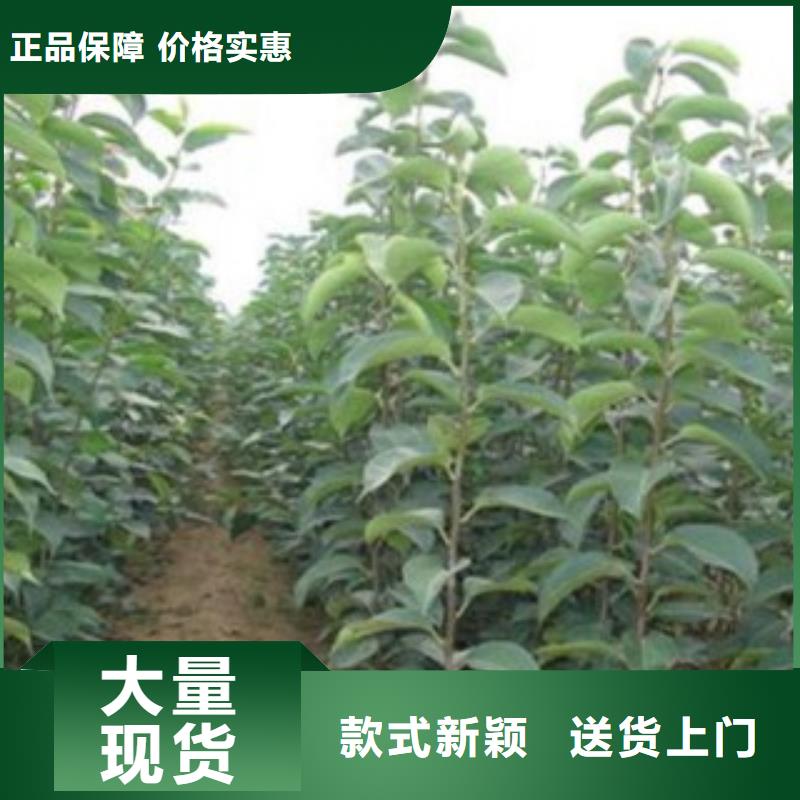 梨树苗板栗苗畅销当地