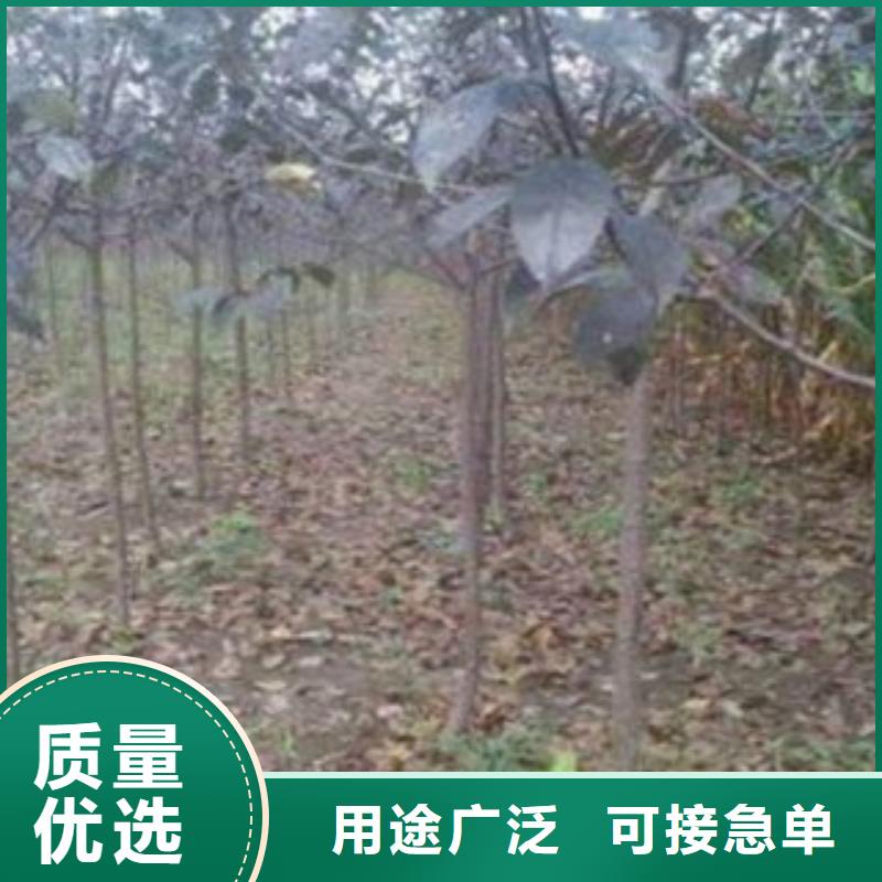 【梨树苗,花椒苗质量牢靠】
