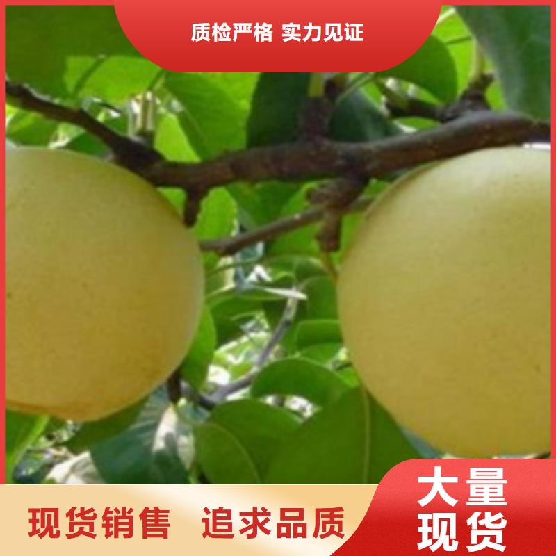 梨树苗_【花椒苗】大厂生产品质