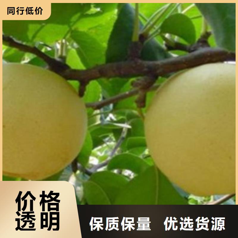 梨树苗核桃苗供应采购
