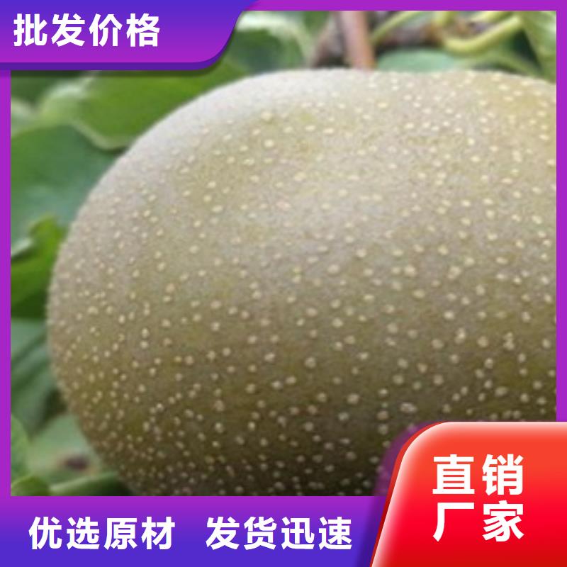 【梨树苗,花椒苗质量牢靠】