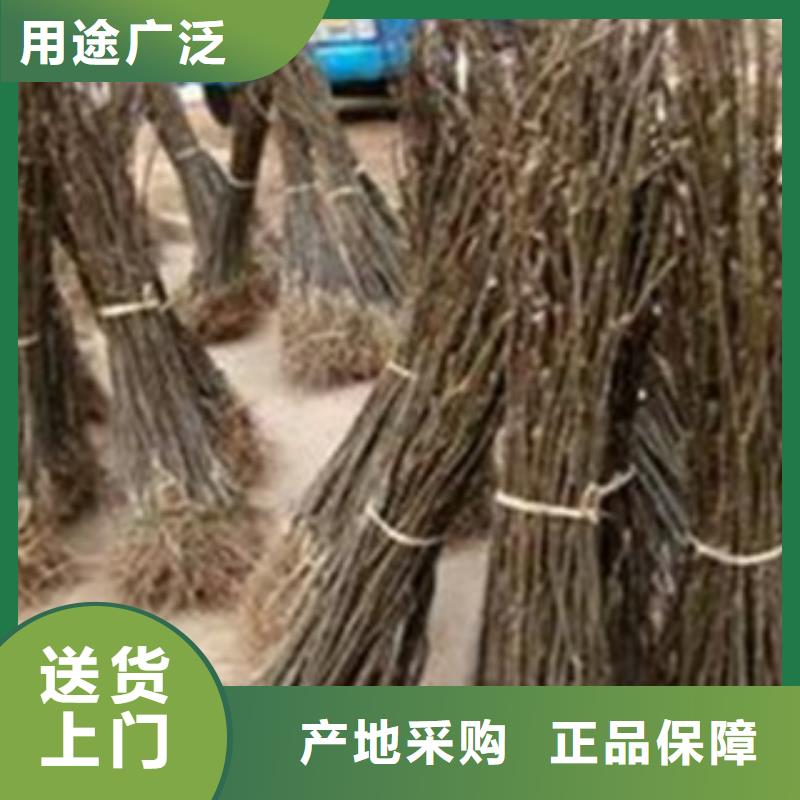 梨树苗-核桃苗市场行情