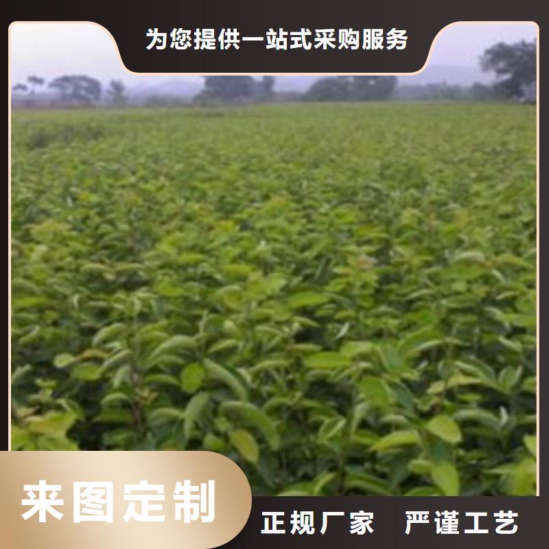 梨树苗苹果苗源头厂家来图定制