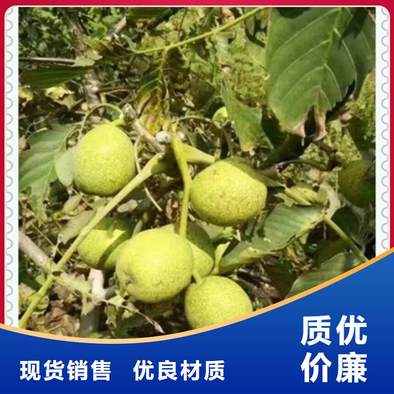 核桃苗苹果苗信誉至上