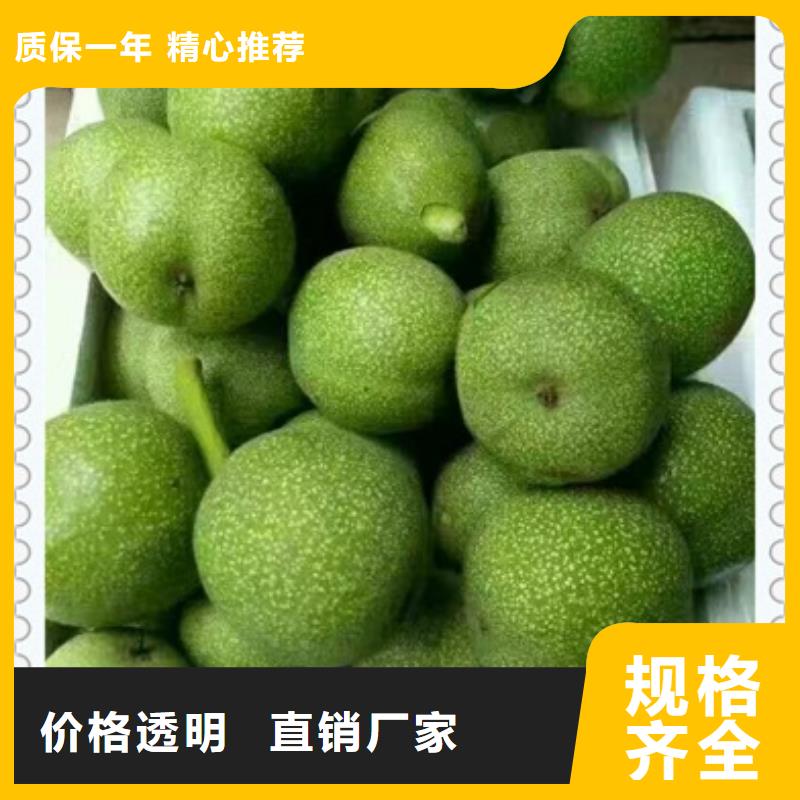 【核桃苗李子苗实体诚信厂家】