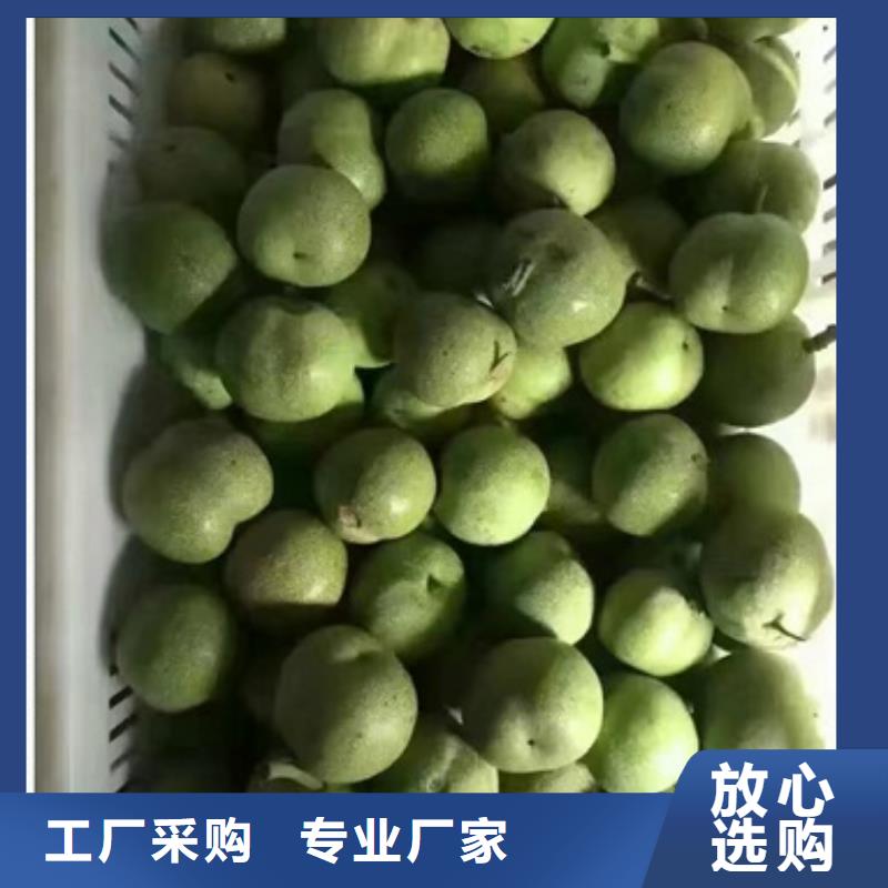 核桃苗苹果苗信誉至上