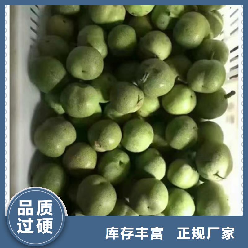 核桃苗_花椒苗源头把关放心选购