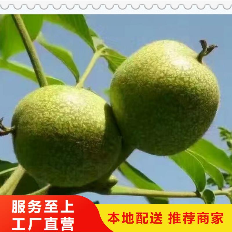 核桃苗蓝莓苗选择我们没错