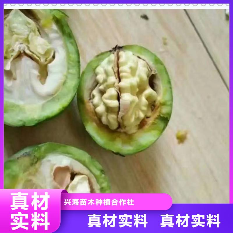 核桃苗板栗苗实力工厂
