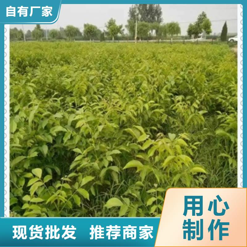 核桃苗花椒苗细节严格凸显品质
