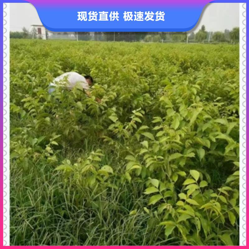 核桃苗山楂苗厂家直销直供