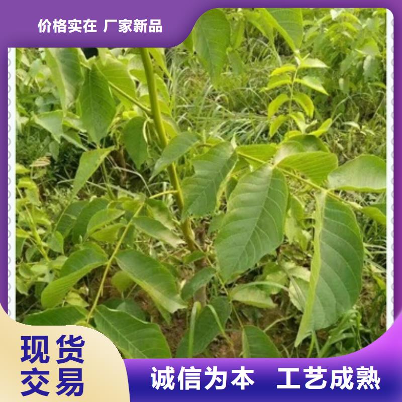 核桃苗蓝莓苗高标准高品质