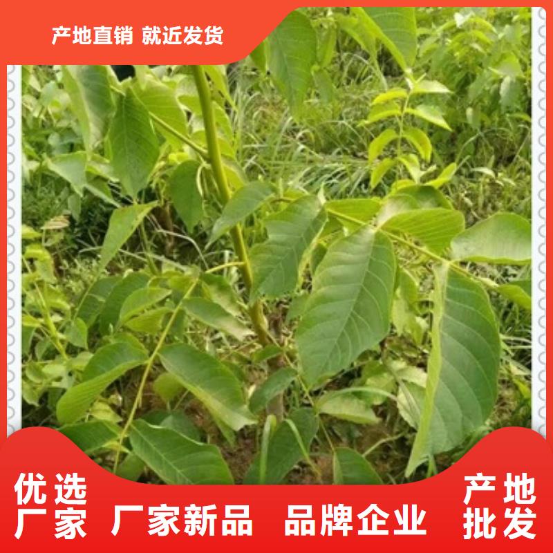 核桃苗_板栗苗生产加工