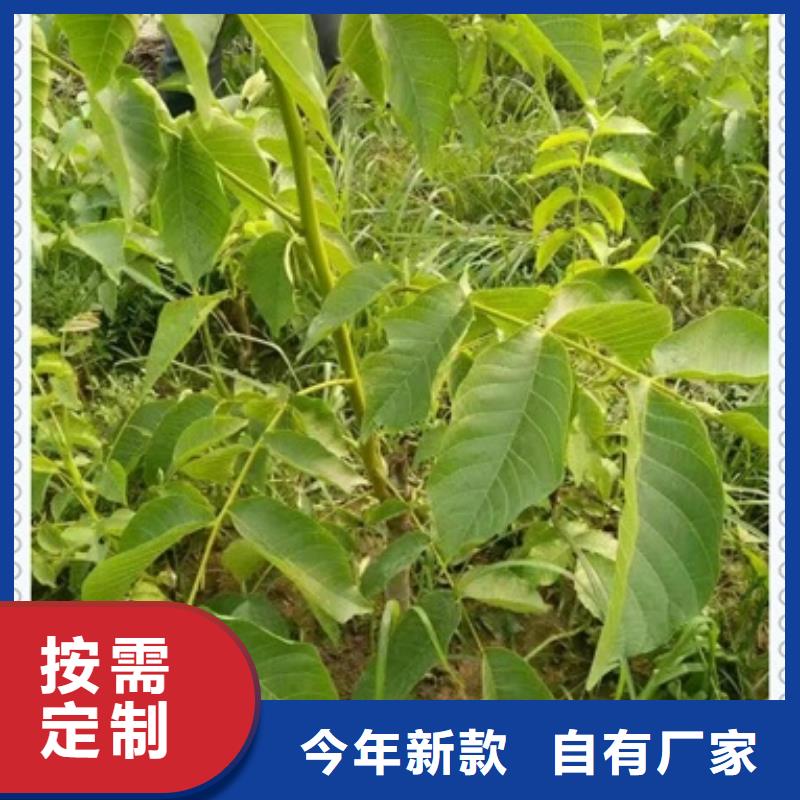 核桃苗花椒苗细节严格凸显品质