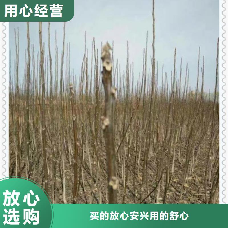 核桃苗花椒苗高品质诚信厂家